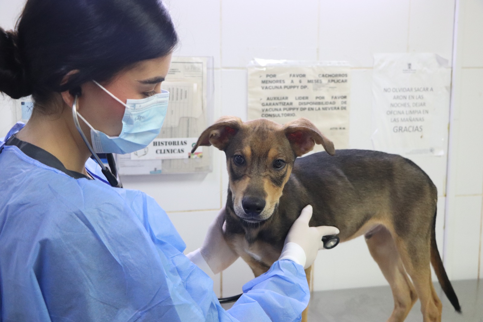 adopción  responsable de animales