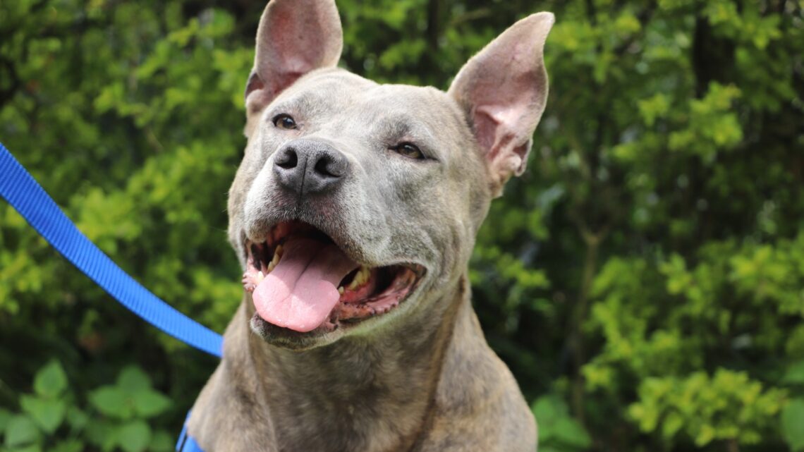 La Alcaldía de Medellín recuerda la obligatoriedad del registro para perros de manejo especial