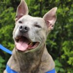 La Alcaldía de Medellín recuerda la obligatoriedad del registro para perros de manejo especial