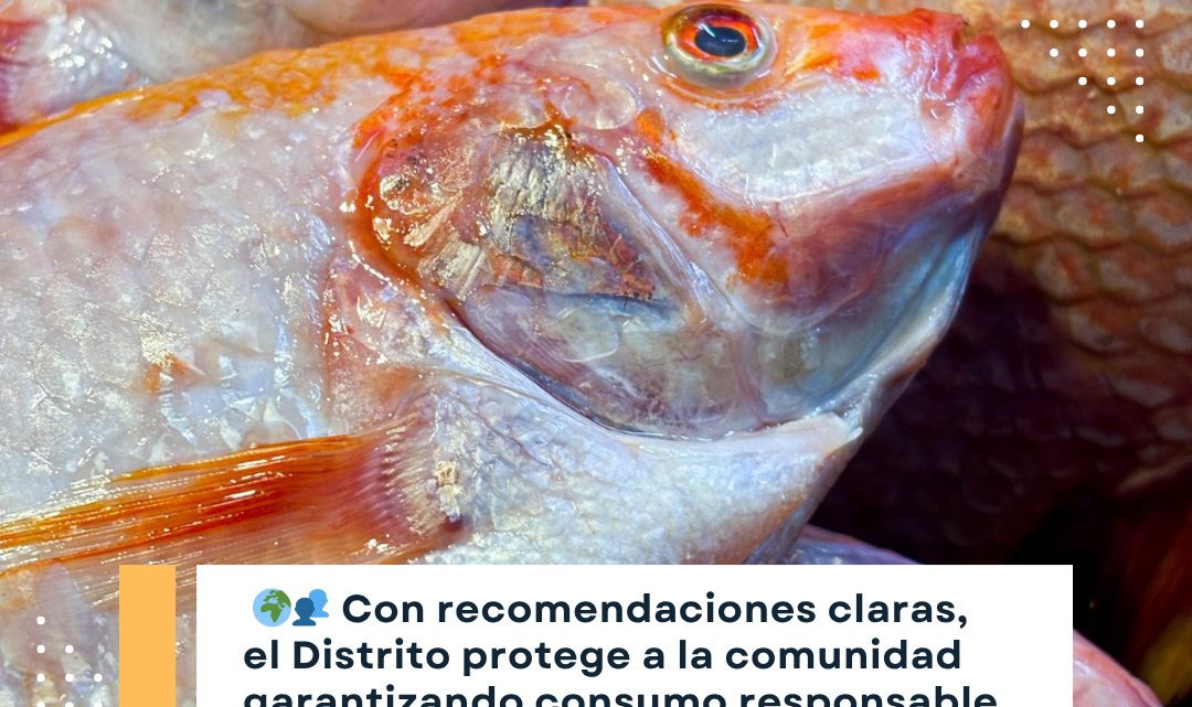 Guía para el consumo seguro de pescado en Medellín durante Semana Santa