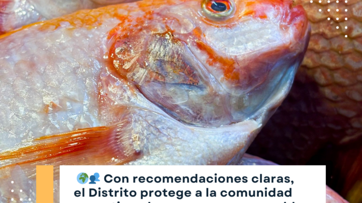 Guía para el consumo seguro de pescado en Medellín durante Semana Santa