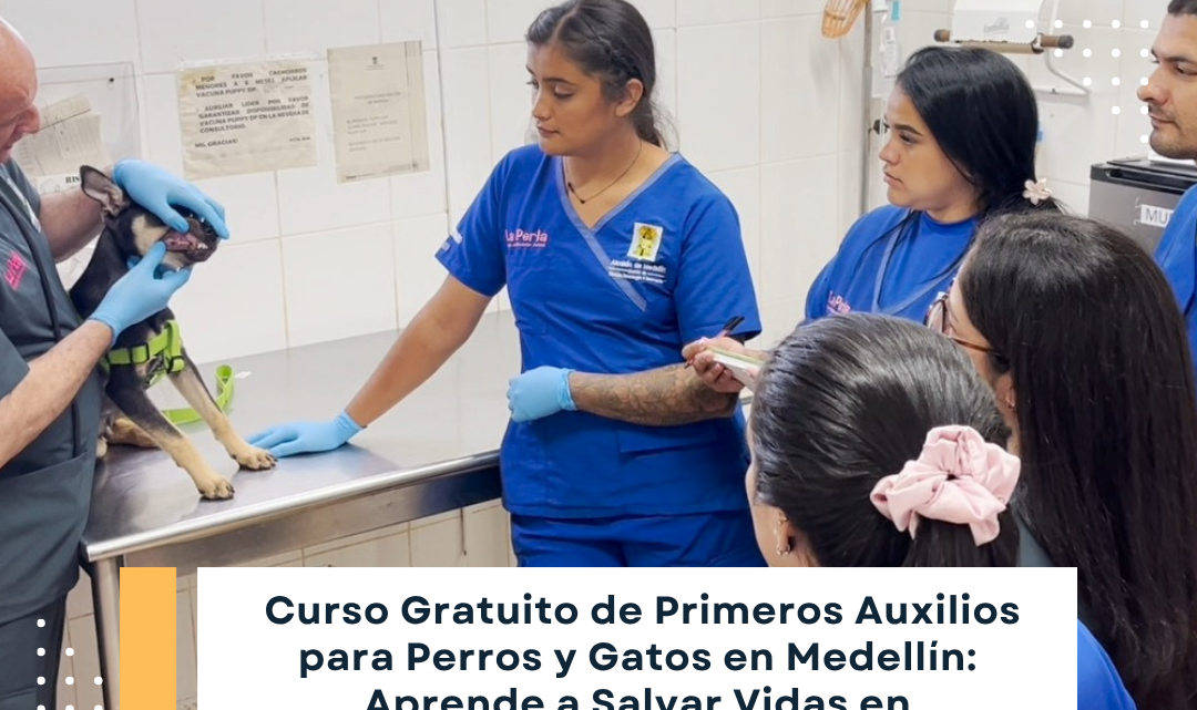 Curso Gratuito de Primeros Auxilios para Perros y Gatos en Medellín: Aprende a Salvar Vidas en Emergencias