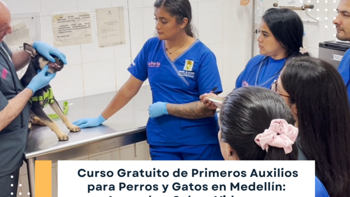 Curso Gratuito de Primeros Auxilios para Perros y Gatos en Medellín: Aprende a Salvar Vidas en Emergencias