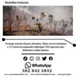 Medellín pide prevenir incendIOS y proteger la biodiversidad